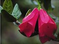 copihue flor chilena como mi corazon