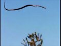 SAET&Oacute;N: EL DRAG&Oacute;N DE SIERRA MORENA