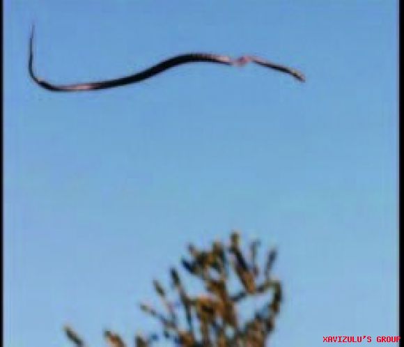 SAETÓN: EL DRAGÓN DE SIERRA MORENA
