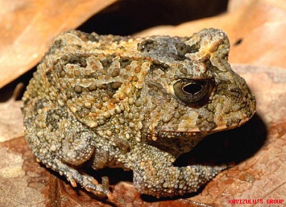 Descubren ranas cornudas, lagartos sin patas