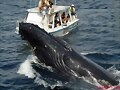 Ballenas en la Ant&aacute;rtida