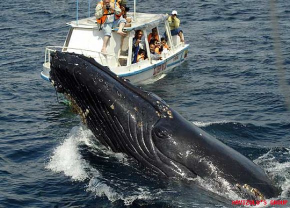 Ballenas en la Antártida