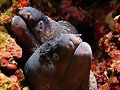 La m&aacute;gica naturaleza ib&eacute;rica