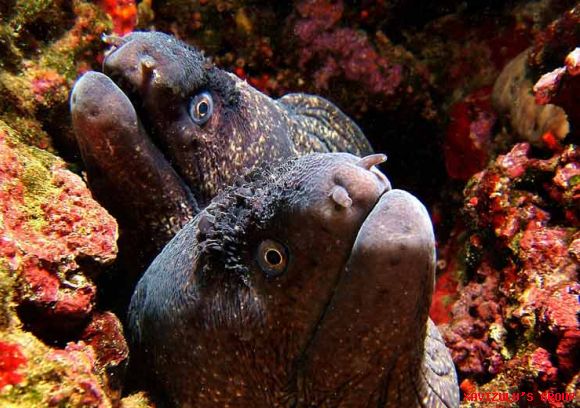 La mágica naturaleza ibérica