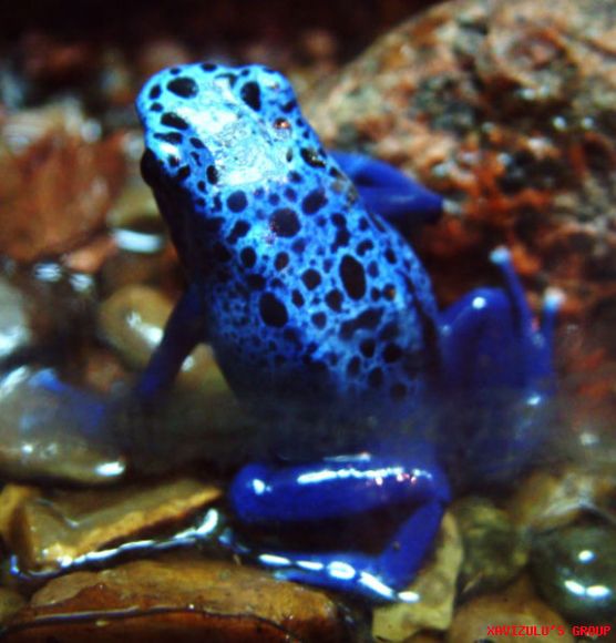 Los 10 animales más peligrosos del mundo,para los