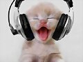GATITO