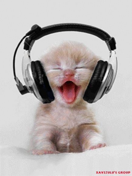 GATITO