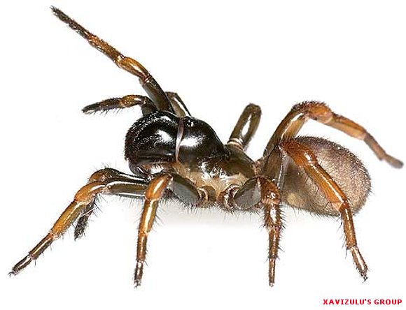 Una nueva araña llamada Neil Young
