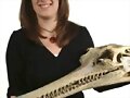 Inusual Dinosaurio Con Cabeza de Cocodrilo