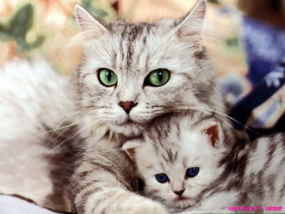 maternal