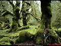 BOSQUE