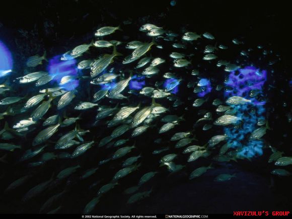 BANCO DE PECES