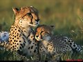 PROTEGIENDO AL BEBE