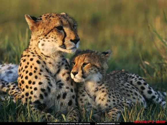 PROTEGIENDO AL BEBE