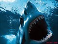 TIBURONES