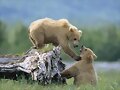 OSOS JUGANDO
