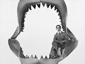 Carcharodon Megalodon EL TIBURON PREHISTORICO