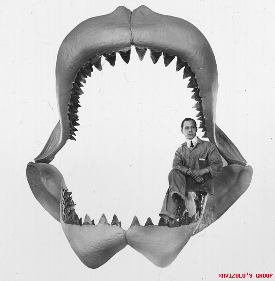 Carcharodon Megalodon EL TIBURON PREHISTORICO