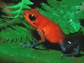 Las 10 Especies M&aacute;s Venenosas del Planeta