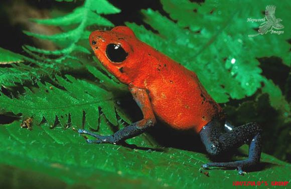 Las 10 Especies Más Venenosas del Planeta
