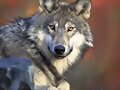Canis lupus- EL LOBO