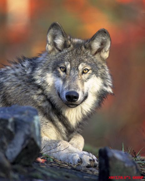 Canis lupus- EL LOBO