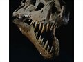 El Tyranossaurus Rex era una maquina de triturar