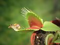 Plantas Carn&iacute;voras