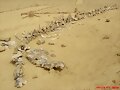 Ballenas en el desierto