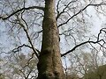 Arbol de casi un mill&oacute;n de euros