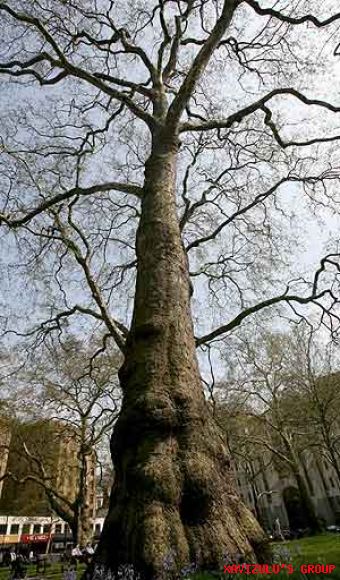 Arbol de casi un millón de euros