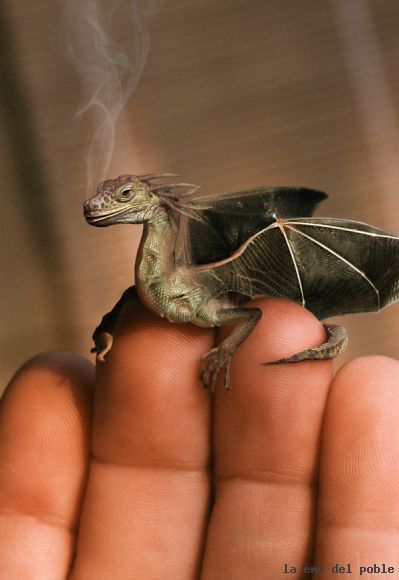 baby dragon