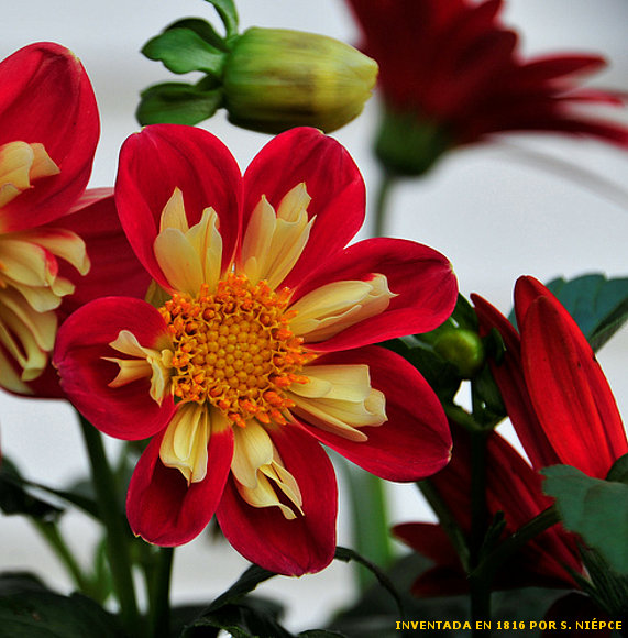 FLOR DE ESTUFA