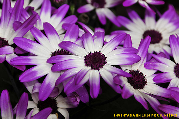 RAFLESIA