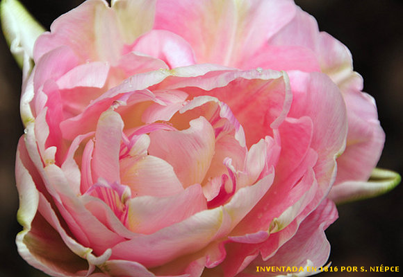 EXPECTATIVA FLORAL