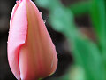 TULIPAN  DORMIDO