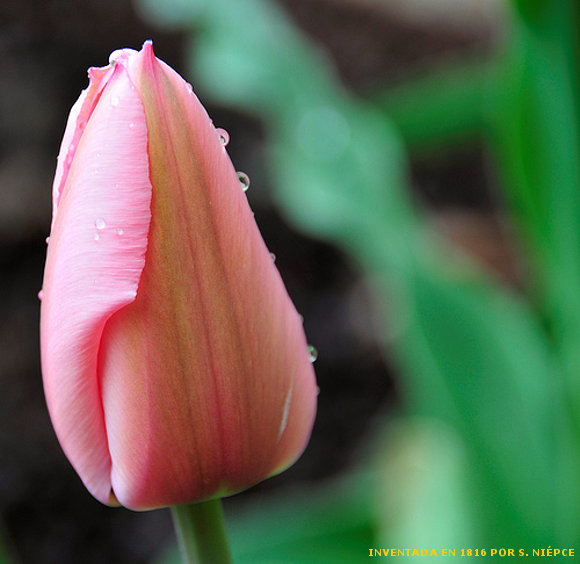 TULIPAN  DORMIDO
