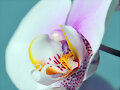 ORQU&Iacute;DEA ORKH&Iacute;DEON