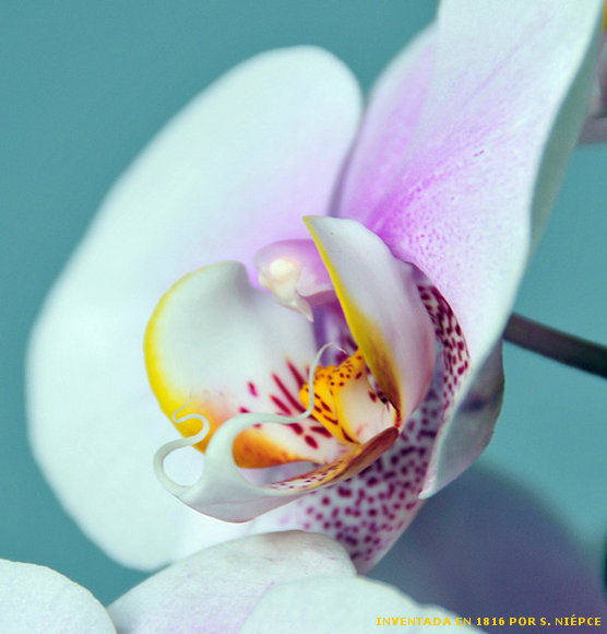ORQUÍDEA ORKHÍDEON