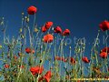 FLORES DEL PRADO-AMAPOLA
