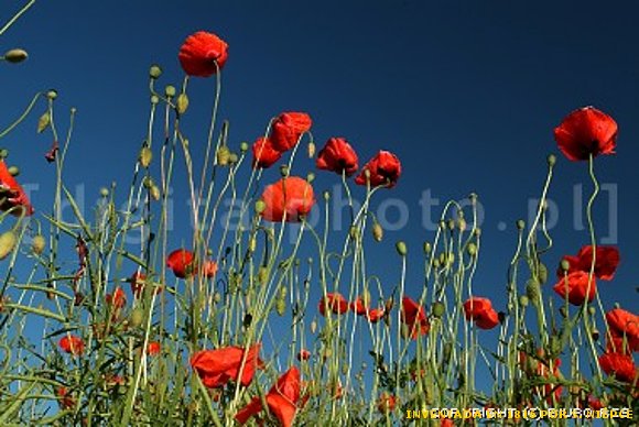 FLORES DEL PRADO-AMAPOLA