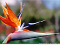 IM&Aacute;GENES DE FLORES EX&Oacute;TICAS