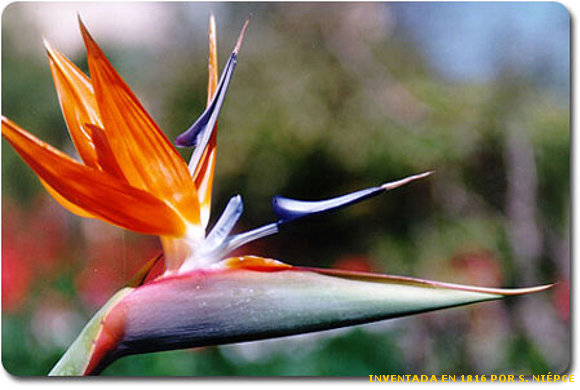 IMÁGENES DE FLORES EXÓTICAS