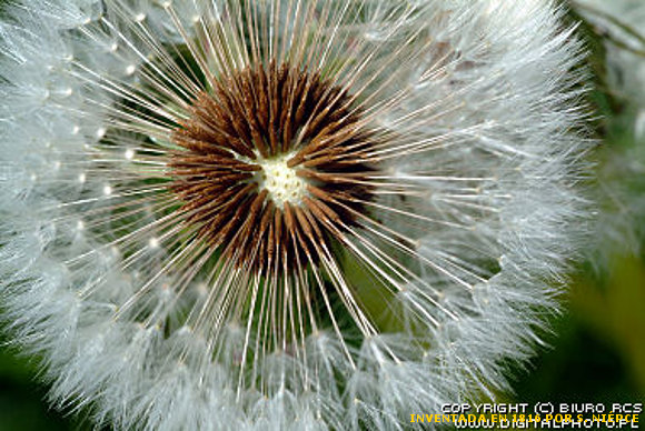 MACROFOTOGRAFÍA DE FLORES-DIENTE DE LEÓN