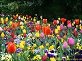 &iquest;Por qu&eacute; las flores emiten olores?