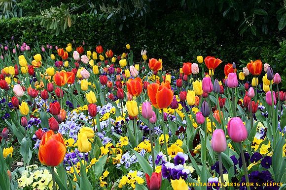 ¿Por qué las flores emiten olores?