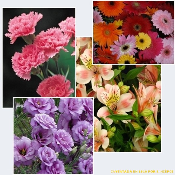 INFLORESCENCIA