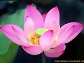 FLOR DE LOTO