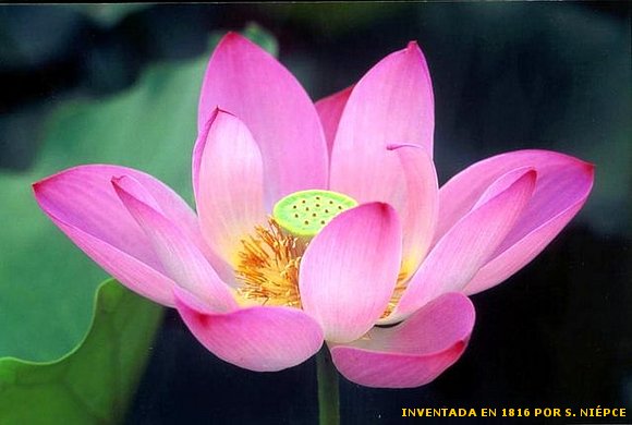 FLOR DE LOTO
