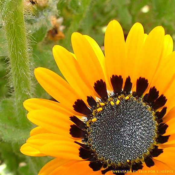 "EL ALMA DE LAS FLORES"